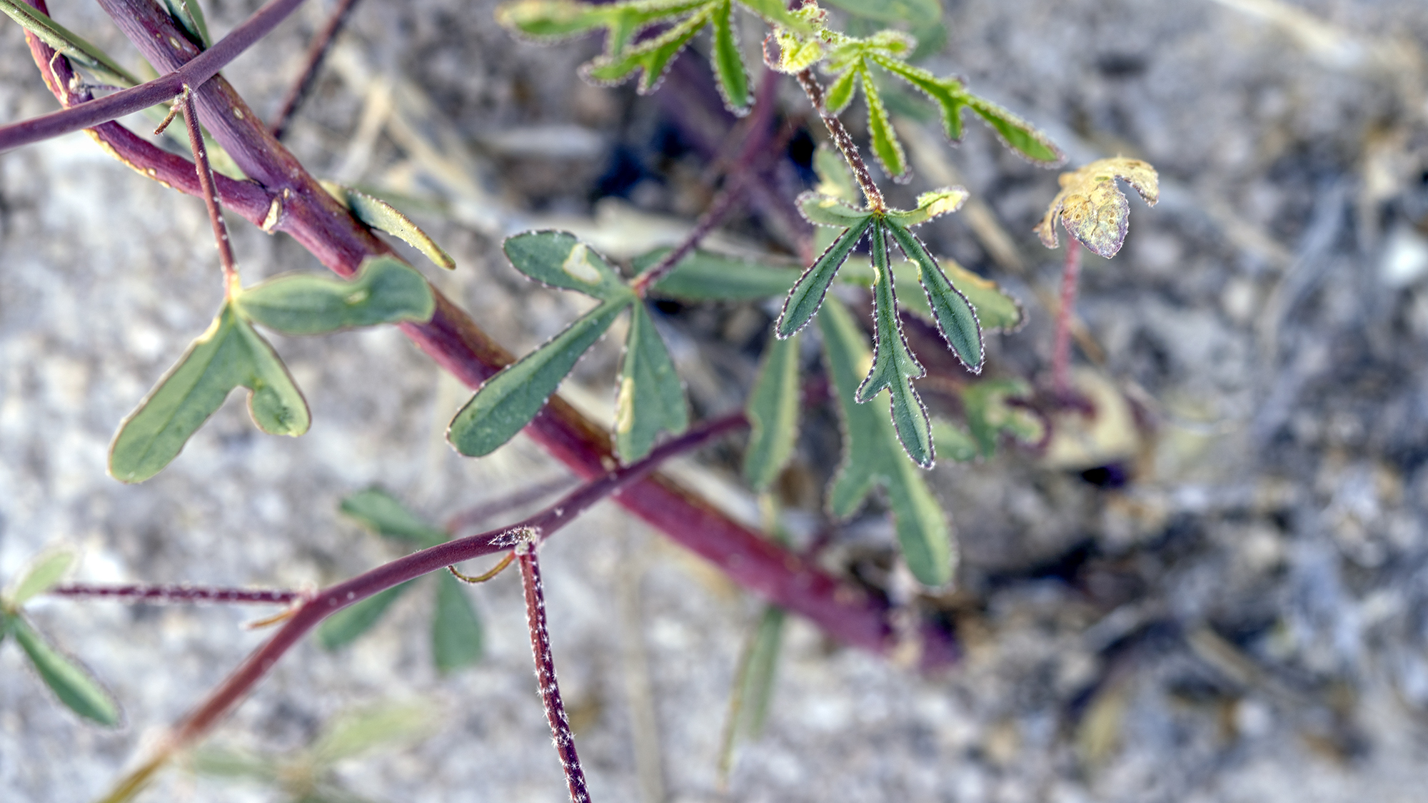 plants of southern utah