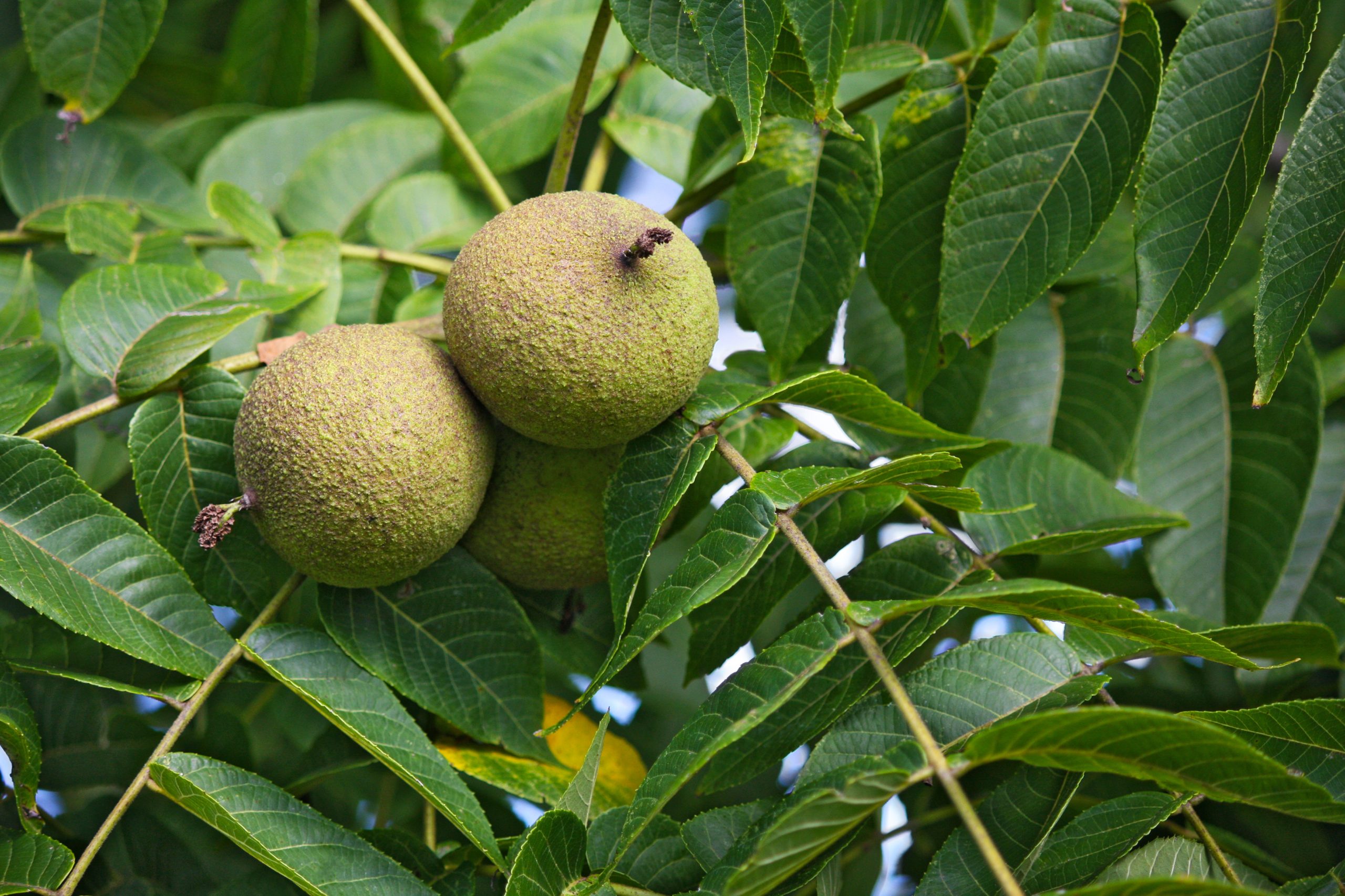 Here's how to preserve the beauty, fragrance and flavor of your