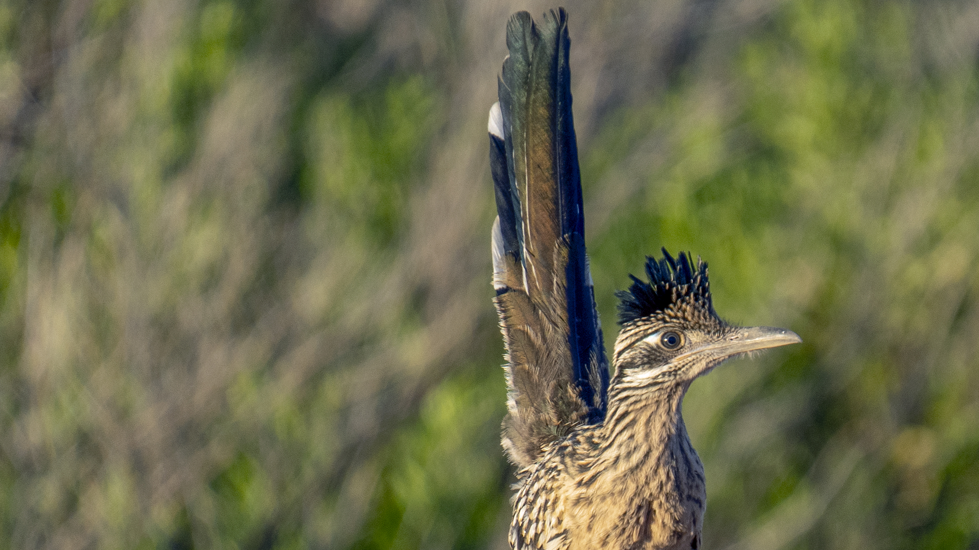 Greater roadrunner, facts and photos