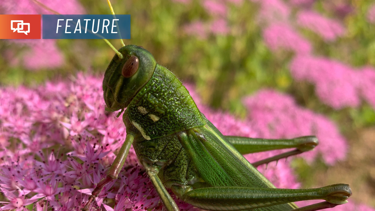 Hop into action with these tips for taming grasshopper populations