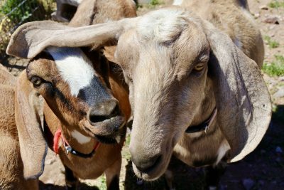 Goats at Iron Rod Farm are curious about camera equipment and new visitors, Enterprise, Utah, Aug. 30, 2023 | Photo by Jessi Bang, St. George News