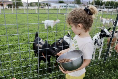 DJ and Camille Zolman's child feeds the baby goats at their farm in Hurricane, Utah, Sept. 12, 2023 | Photo by Jessi Bang, St. George News