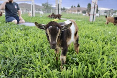 A baby goat at Inner Peas Farm is curious about new visitors, Hurricane, Utah, Sept. 12, 2023 | Photo by Jessi Bang, St. George News