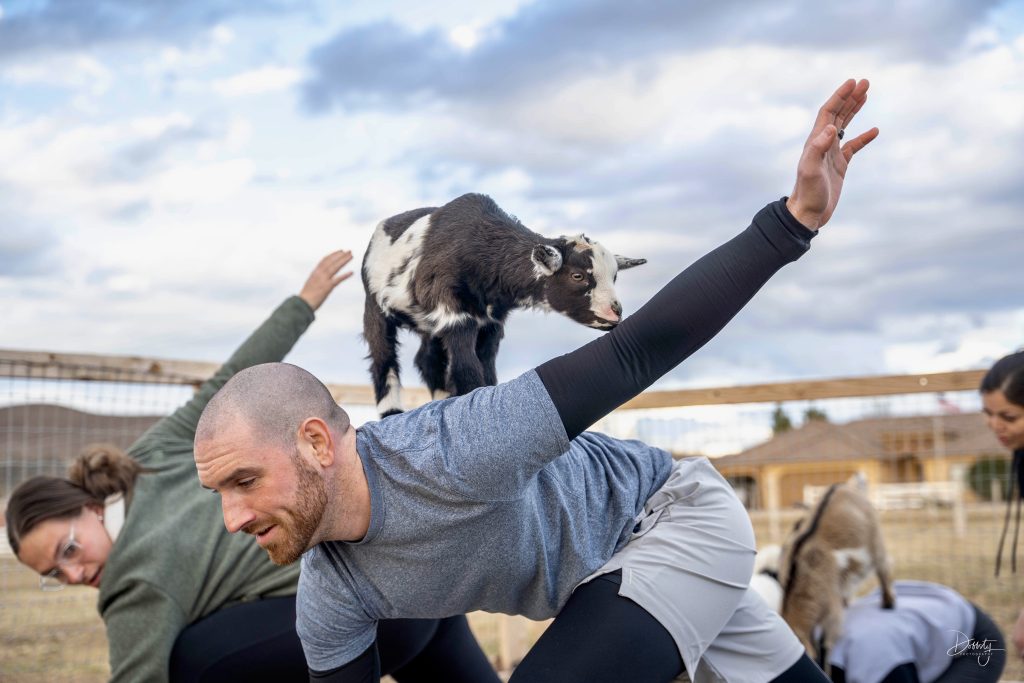 Combating Stress With the Latest Exercise Craze: Goat Yoga - Pasadena  Magazine