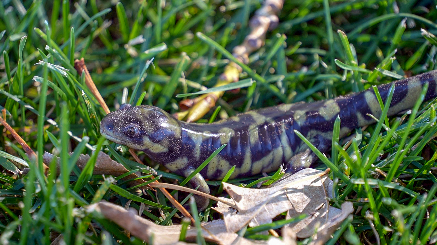 Tiger salamander  Washington Department of Fish & Wildlife