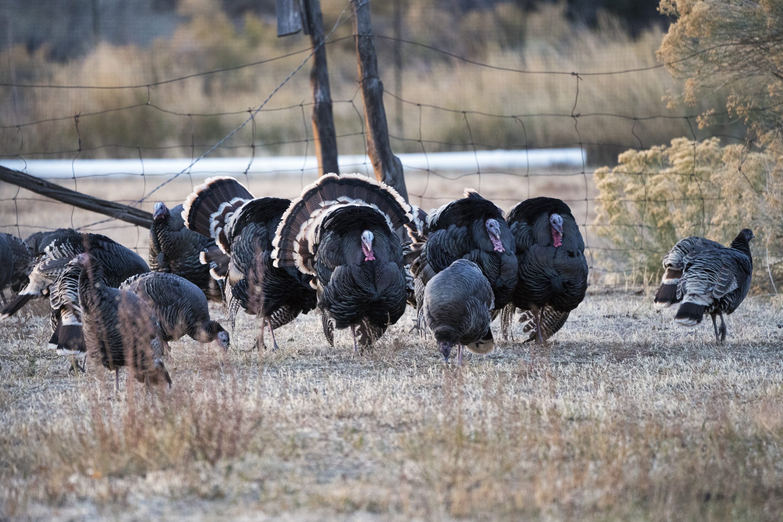 Leggs Learns That Wild Turkeys Have Wings - The Provincetown Independent