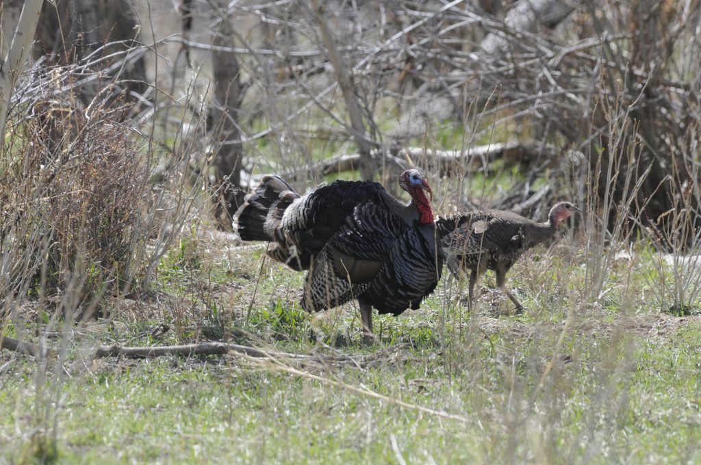 Leggs Learns That Wild Turkeys Have Wings - The Provincetown Independent