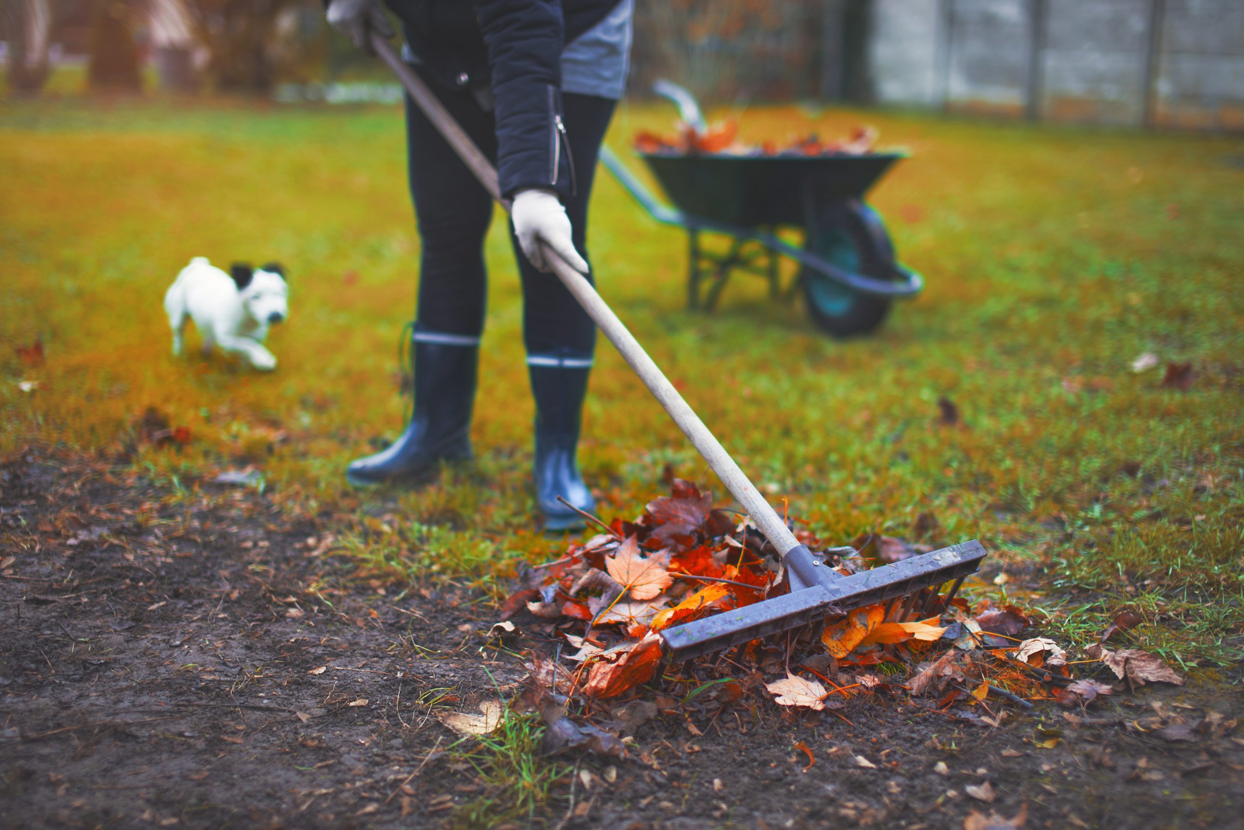 Solution for getting rid of fall leaves on the lawn