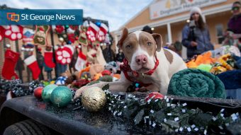 Happy howlidays! Kanab animal sanctuary dogs celebrate Christmas