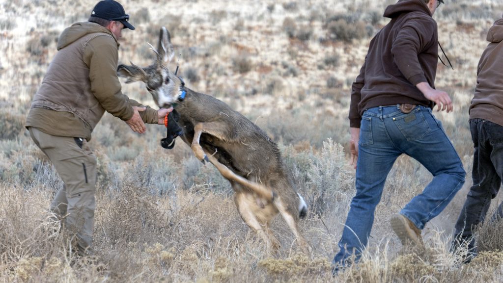 Bobcat Hollow Fly Fishing/Tying: June 2017