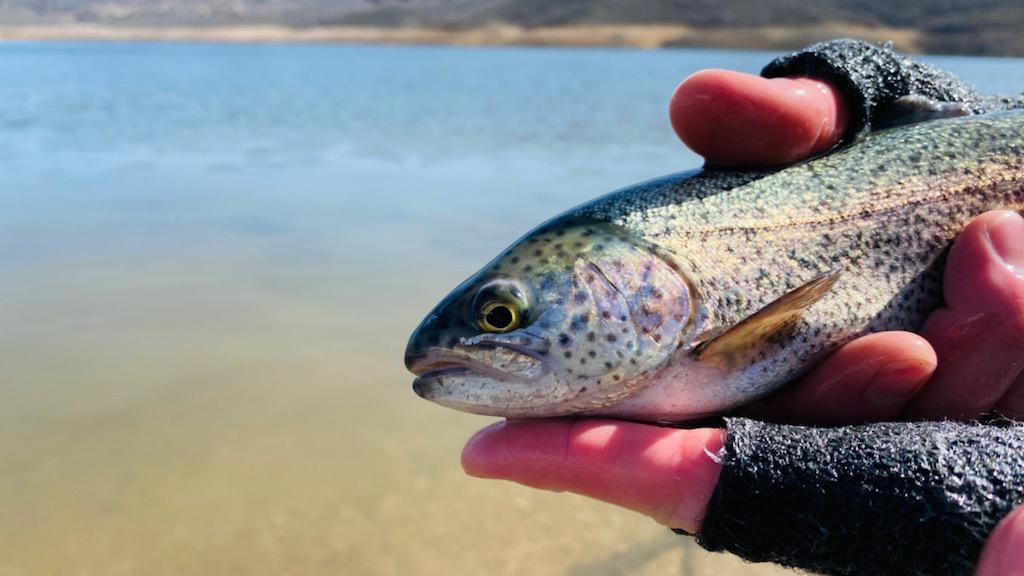Over 10 million fish stocked across Utah last year – St George News
