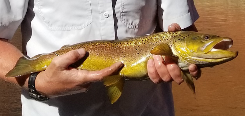 Fishing tournament to be held near Glen Canyon Recreation Area for brown  trout – St George News