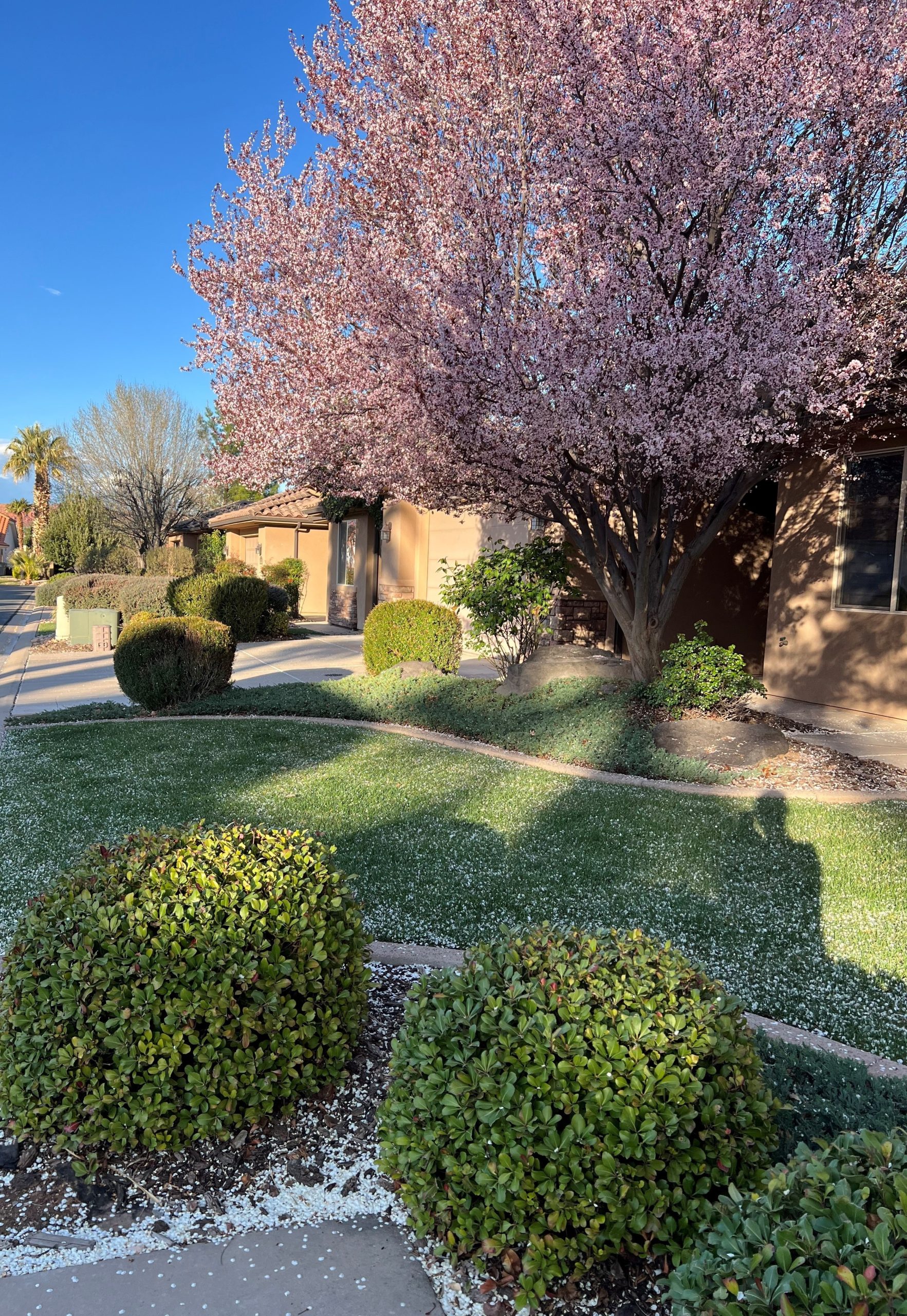 Introduced trees in bloom with scattered pollen allergies