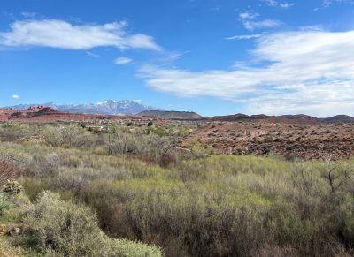 Spring high country shrubs and trees allergies