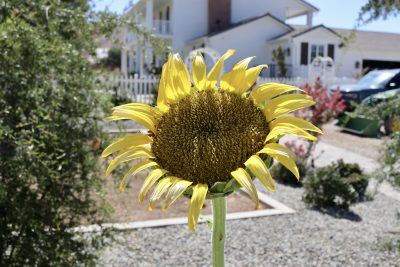 A sunflower grows at The Flowering Cottage in St. George, Utah, July 8, 2024 | Photo by Jessi Bang, St. George News